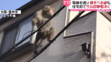 日本大阪府有猴子频繁出没于居民区：身手敏捷地在电线上爬来爬去(中日双语)(23/03/14)