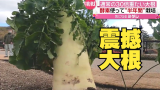 又粗又长：日本广岛有棵30公斤重的白萝卜要冲击吉尼斯世界纪录(中日双语)(23/02/15)