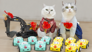 猫咪大喜那日,我整了一个车队撑场面!猫:蚌埠住了...
