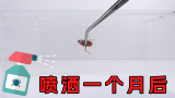 实测：蟑螂药喷洒一个月后，还能毒死蟑螂吗？