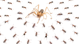 当专吃蚂蚁的避日蛛，突然撞见大量的蚂蚁