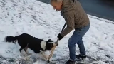 英国男子清理人行道积雪时被宠物狗强行抢走雪铲