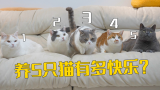 养5只猫，到底有多快乐？
