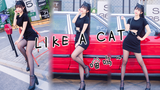 想要偷走你的心~ 猫步轻俏 【楚鸢】