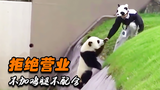 熊猫宝宝拒绝营业，不加鸡腿不配合，饲养员姐姐左右为难。