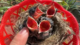 测试幼鸟对各种声音的反应，它们还以为是妈妈回来了