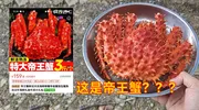 150一只的帝王蟹你敢吃吗？