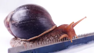 让非洲蜗牛爬过峰利的刀片，它会怎样？