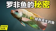 罗非鱼：40年前的“垃圾鱼”如今变身高级“潮鲷”？为什么你买不到母罗非鱼？它是基因改造的超级鱼？