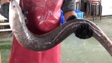 巨大花鳗切割技能, 鳗鱼肉排制作 - 台湾美食