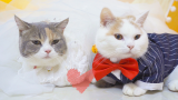 主人斥巨资给2只猫办婚礼，还让它们现场洞房，猫：羞死了！