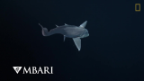 幽灵鲨鱼第一次被相机拍到