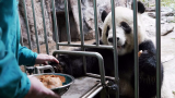 萌出血 北京动物园大熊猫吃饺子半斤不够还哼哼