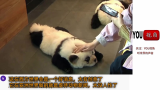 把狗扮成熊猫 外国网友 现在它应该叫什么名字