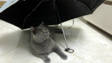 下雨天给猫咪打伞，猫就会变成帅气的小哥哥？于是女主人试了一下