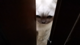 【米糊与烧麦】猫猫误入浴室