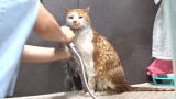 街边的可怜流浪猫带回家洗个澡，乖巧地不像样呢