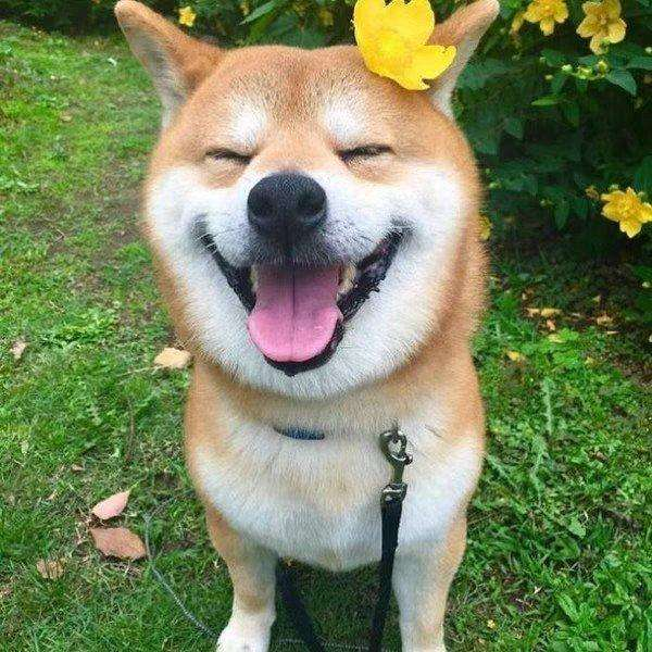 不要笑挑战之神经猫第一期