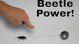 惊了~世界上最有力的昆虫甲壳虫能拉动多少重量？