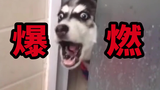 这 狗 也 太 燃 了 !