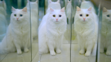 猫咪初体验镜子迷宫被颠覆认知,看到四周全是自己都懵了
