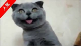 超可爱的蠢萌猫酱视频集！笑着治愈.