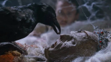 小伙古堡发现千年干尸，乌鸦给她喂食后，发生了可怕的事情！