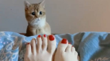 小脚撸猫，除魔降妖