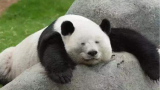 中国大熊猫屡次被“退货”，国人却纷纷夸赞，网友：做得好！