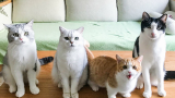 花花与三猫：记录我家真实的一天，和四只猫羞羞的日常！vlog！