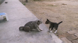 中华田园猫跟美短见面了，小猫公然挑衅大猫，结果大猫一个眼神制服了小猫。