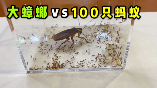 把一只大蟑螂和100只蚂蚁关一起打一架！谁输谁赢？