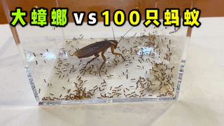 把一只大蟑螂和100只蚂蚁关一起打一架!谁输谁赢?