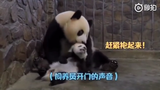 大熊猫的硬核带娃方式