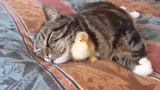 小鸡把猫咪当成妈妈之后