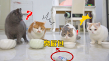 在猫吃饭时，突然丢一个臭屁包，会发生什么？