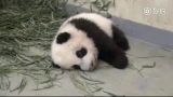 可爱的大熊猫宝宝，连滚带爬的跟着饲养员，简直萌化了！
