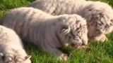 「猛男必看」【连续剧】白虎哈桑的一家1：三只小白虎有了自己的名字