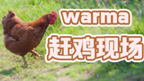 【warma发疯】赶鸡现场【旅游日记】