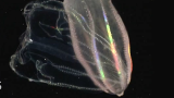 栉水母带来的炫彩灯光秀有多精彩？用生物性发光技能吓退掠食者！