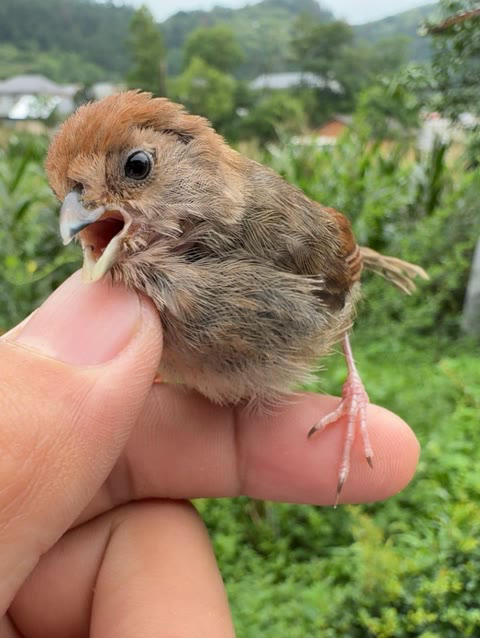 蒙面鸟哥图片