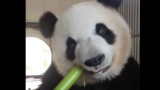 我居然花流量看一只熊猫吃了两分钟竹笋。可就是居然给看饿了，这熊还会自己剥皮！