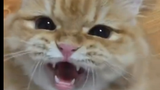 内有恶猫~