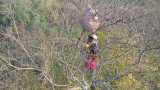 小明冒险爬上十几米高大树摘马蜂窝，爬近一看吓一跳，蜂巢太大了