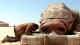 小伙刚从荒漠逃出，见到水槽就喝，旁边的猪不乐意了！
