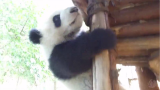 雅安碧峰峡的熊猫们，职业卖萌，不能更可爱！