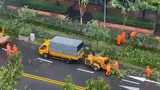 台风过后倒伏的树木是怎么处理的？