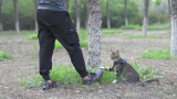 田园猫钢镚被强迫去小树林的文艺片。