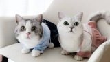 三猫给猫咪们试穿古装，还有神秘礼物？猫一打开脸都被气歪！