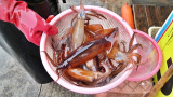 韩国街头美食，只要33,000韩元鱿鱼刺身随便吃，性价比超高的美味海鲜！
